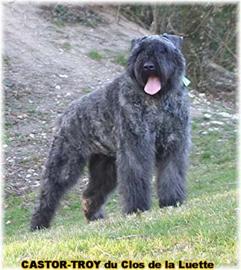 bouvier des flandres du clos de la luette - copyright déposé